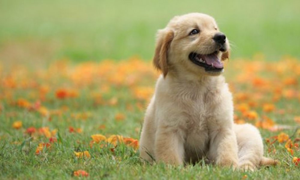 Yavru Köpek Mamaları, Havlama Önleyici Tasmalar ve Kedi Bisküvisi Kuryemama Da