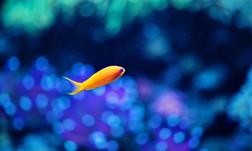 Balık Denizin İçinde Neden Daha Büyük Görünür?