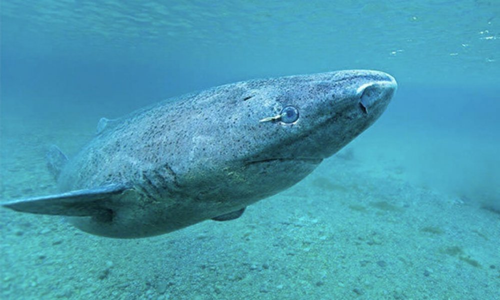 Dünyanın En Yaşlı Köpek Balığı