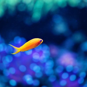 Balık Denizin İçinde Neden Daha Büyük Görünür?