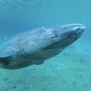 Dünyanın En Yaşlı Köpek Balığı